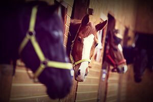 cropped-hastar_i_stall-1.jpg